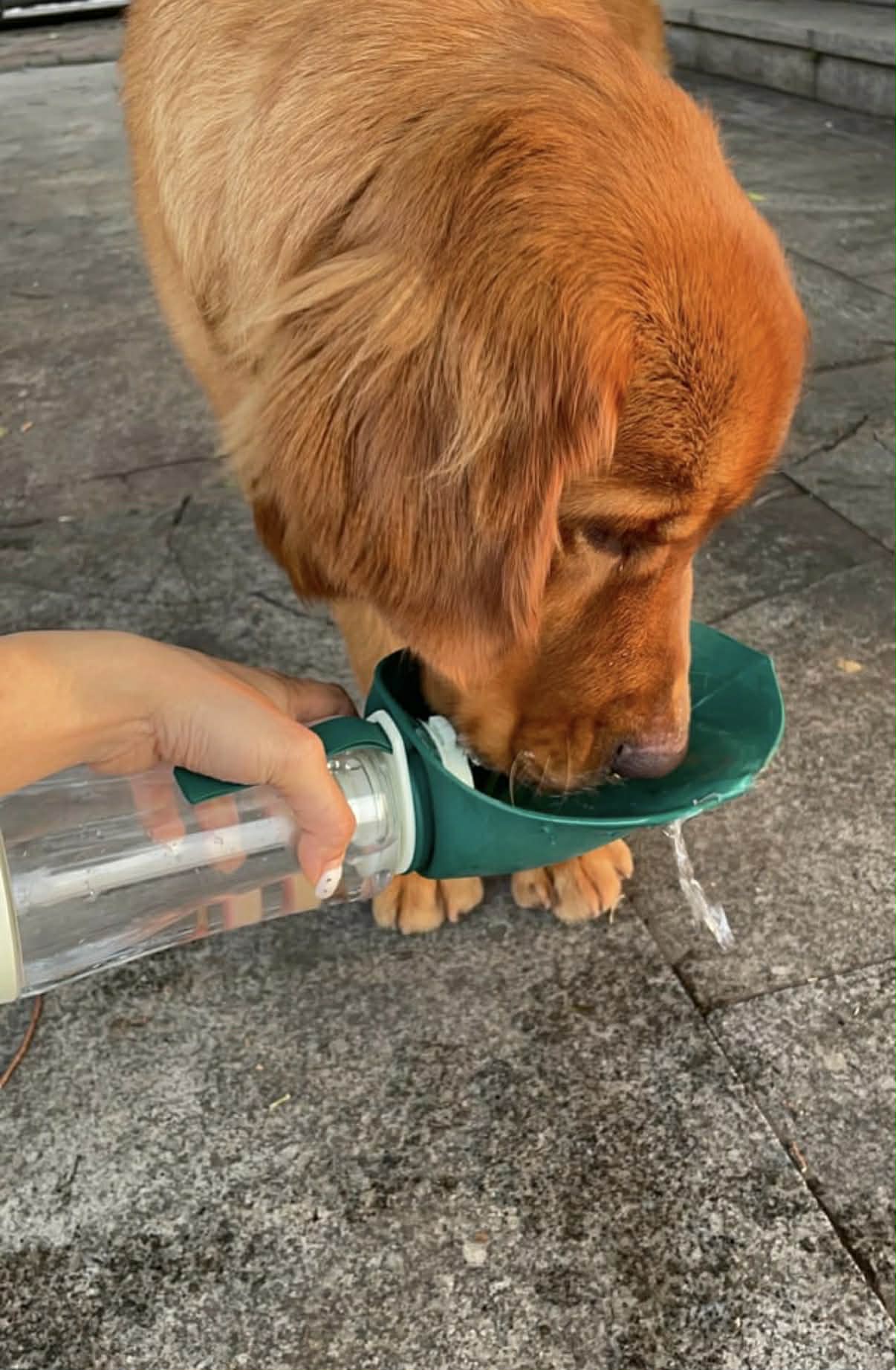 DOGGOSIP – Dé Oplossing voor Hondeneigenaars: Waterfles & Snackhouder  in Één Compact Toestel!