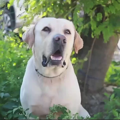 DOGGOSIP – Dé Oplossing voor Hondeneigenaars: Waterfles & Snackhouder  in Één Compact Toestel!